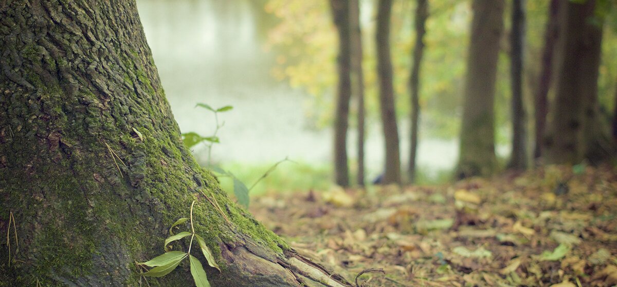 Abbildung von einem Baumstamm in einem Wald.