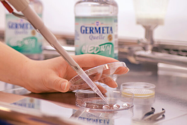 Hand pipettiert Flüssigkeit in eine Petrischale im Labor, im Hintergrund Flaschen mit Germeta Quelle Medium.