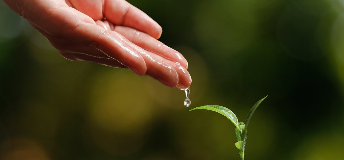 Hand gießt Wassertropfen auf kleine grüne Pflanze im Boden.